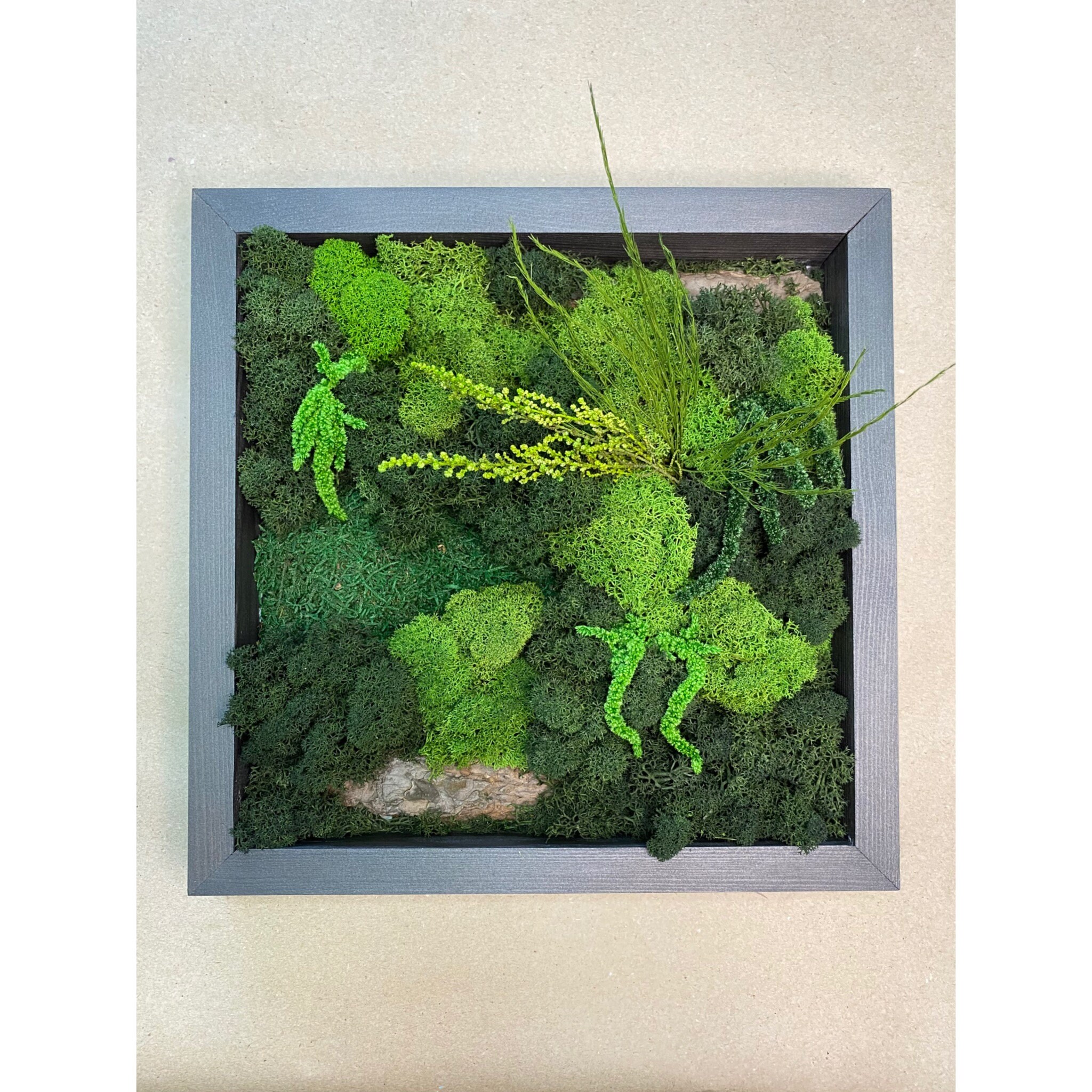 Moss DIY Kit 11X11 DIY Kit for Adults DIY Kit for Kids