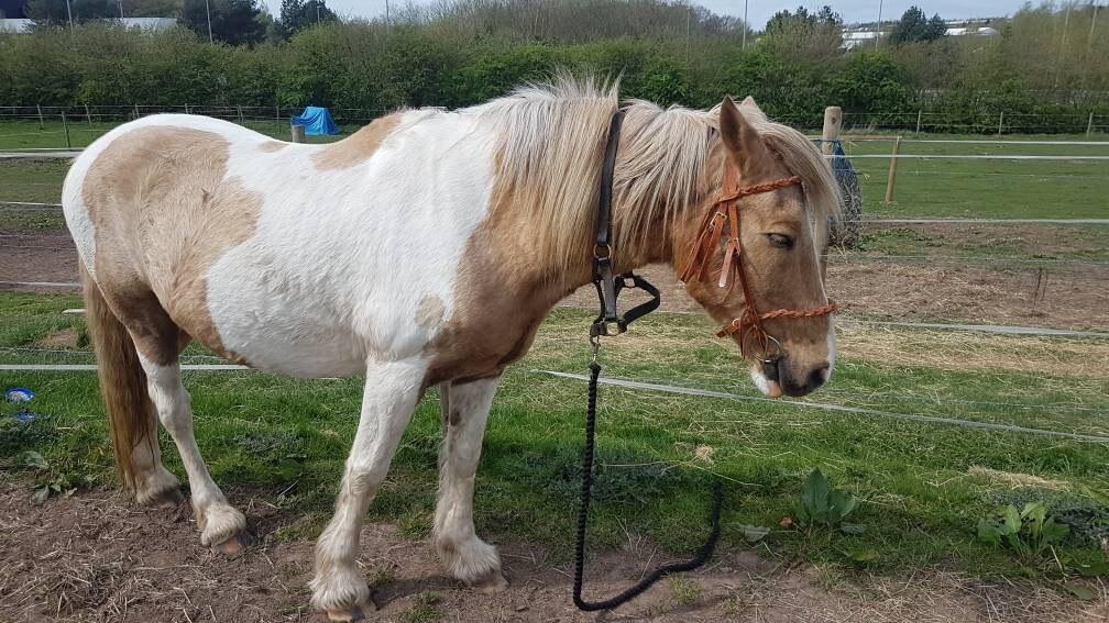 Plaited Bitless Bitted Combi Bridle SORRY NOW SOLD - Etsy