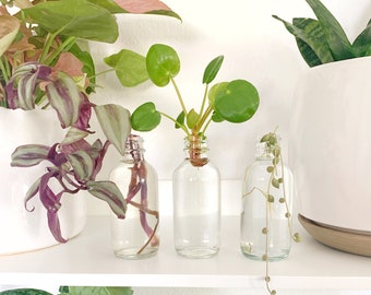 Set of 3 Propagation Jars - 2 ounce, with lids.