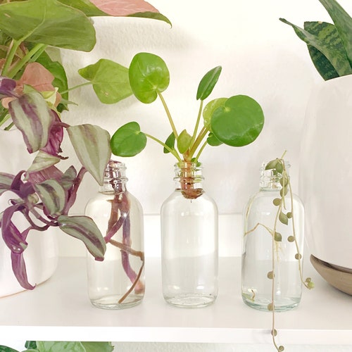 Set of 3 Propagation Jars 3.4 Ounces With Cork Lids. Etsy