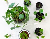 Live Rooted Pilea Pepeperomioides Clipping Cutting (Pancake Plant Chinese Money Plant)