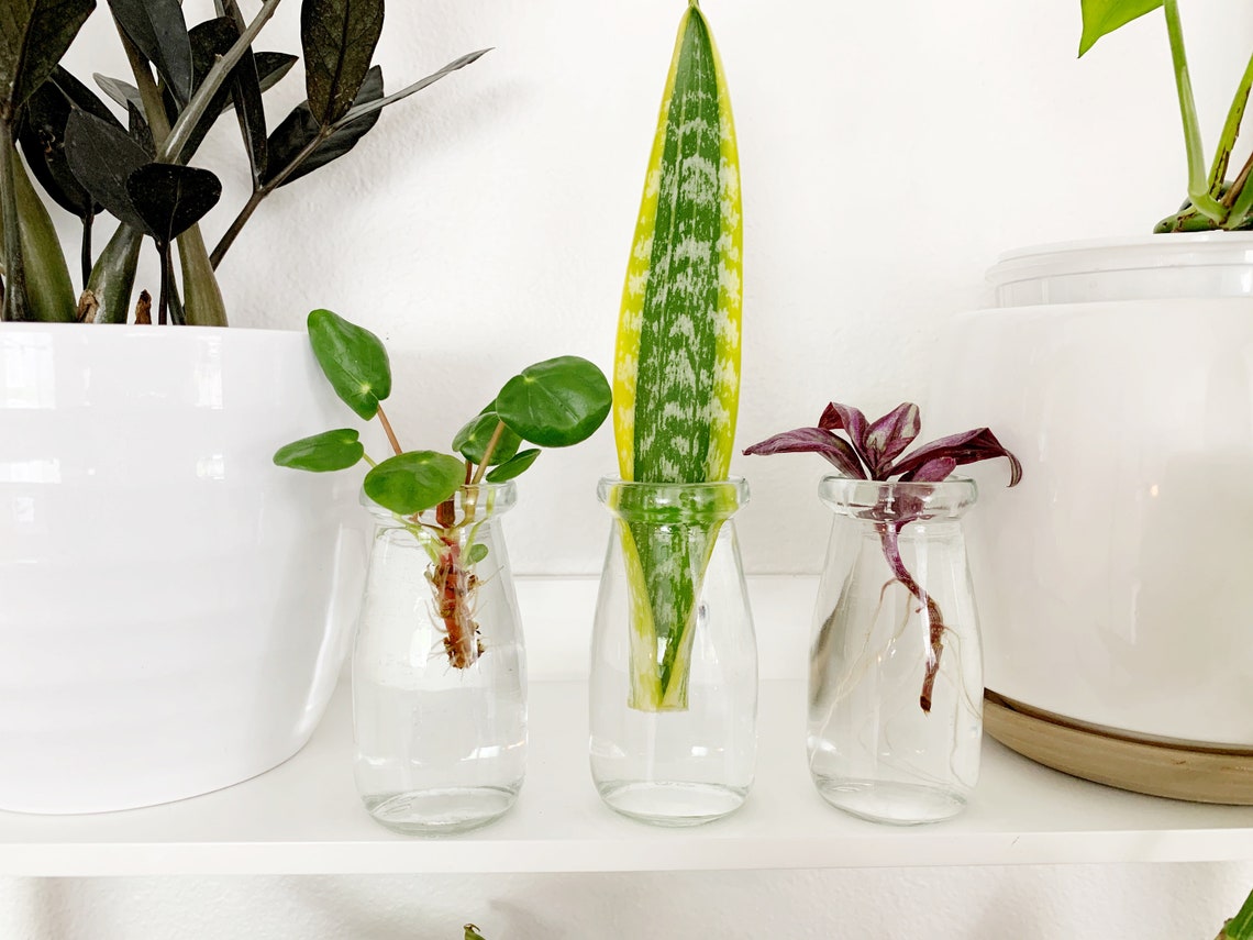 Set of 3 Propagation Jars 3.4 Ounces With Cork Lids. Etsy
