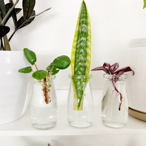 Set of 3 Propagation Jars - 3.4 ounces, with cork lids.