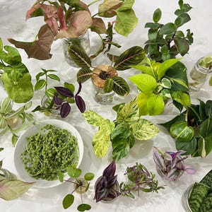 Mystery Lot of 7 Different Plant Clippings Cuttings  Houseplant -Pothos, syngonium, string of pearls, tradescantia, maranta, philodendron