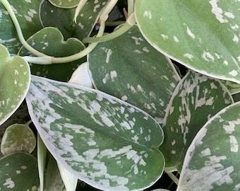 Live Silvery Ann Pothos / Scindapsus Pictus RARE Clipping Cutting  Houseplant