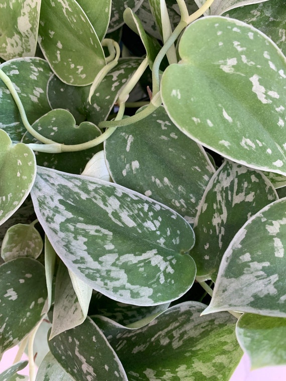 zz plant variegated Zamioculcas zamiifolia Variegated main image 0