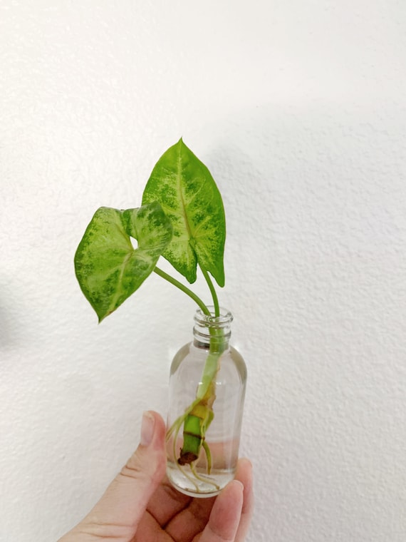 Live Syngonium / Arrowhead Plant Clipping Cutting Houseplant - Etsy  Singapore