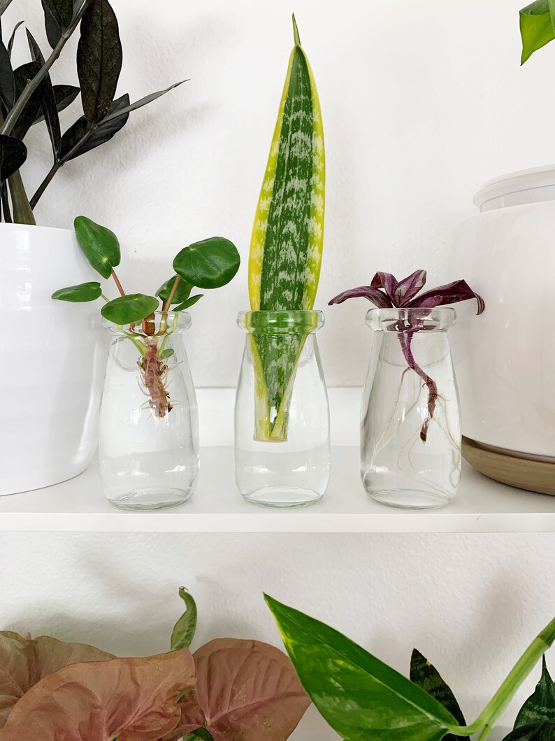 Set of 3 Propagation Jars 3.4 Ounces With Cork Lids. Etsy