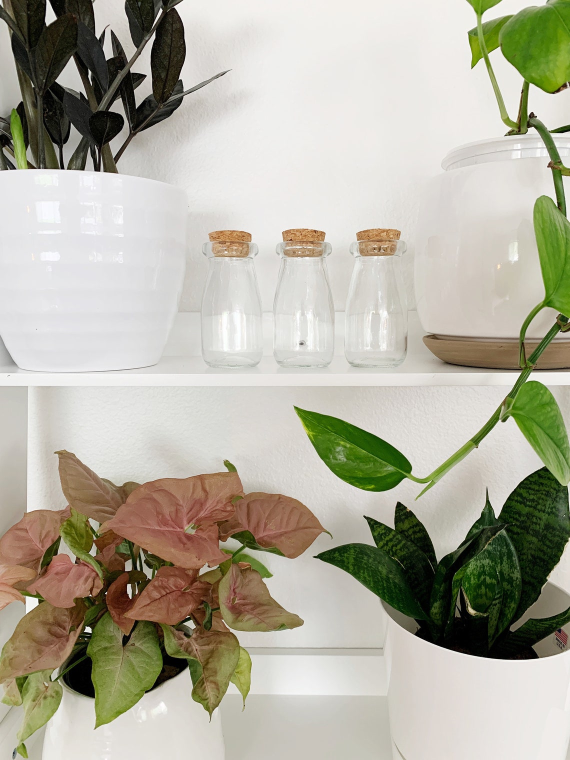 Set of 3 Propagation Jars 3.4 Ounces With Cork Lids. Etsy