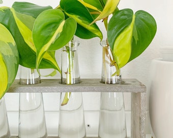 Live Philodendron Brasil Clipping Cutting  Houseplant