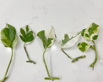 Live Njoy Pothos / Epipremnum Aureum  Clipping Cutting  Houseplant