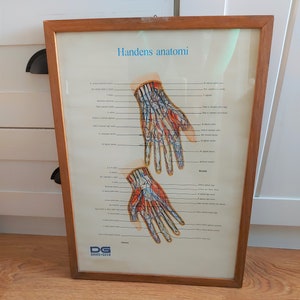 Vintage Hand Anatomy Poster , Vintage  Anatomical Manual, 1970s
