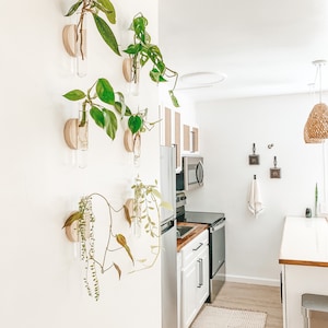 Jumbo Wall Propagation Mount SOLID Wood / Plant hanger / Wall Planter