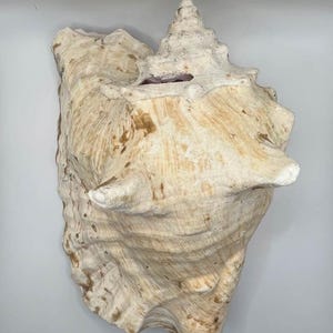 Large Vintage Conch Shell – Natural Sea Shell Décor – Coastal, Nautical, or Boho Beach Style Accent