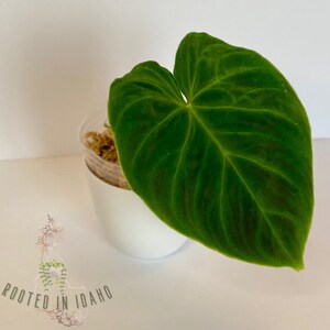 Rare Philodendron Verrucosum Rooted Cutting with New Growth - US Seller - FREE Priority Shipping!