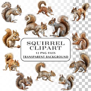 Clipart écureuil - 12 images PNG réalistes d'écureuil avec un arrière-plan transparent. Idéal pour les projets cadeaux, les rapports scolaires, l'art de la nature