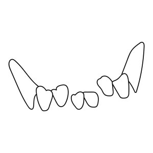 Custom Dog Teeth Outline | Digital File | Dog Teeth Line Art | Custom Outline | Dog Teeth Line Drawing | Custom Dog Tattoo | Pet Teeth