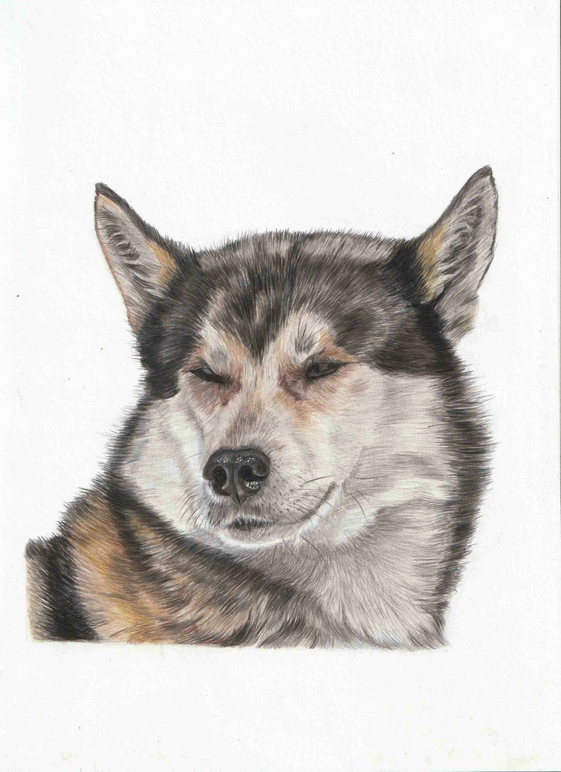 Greeting card husky