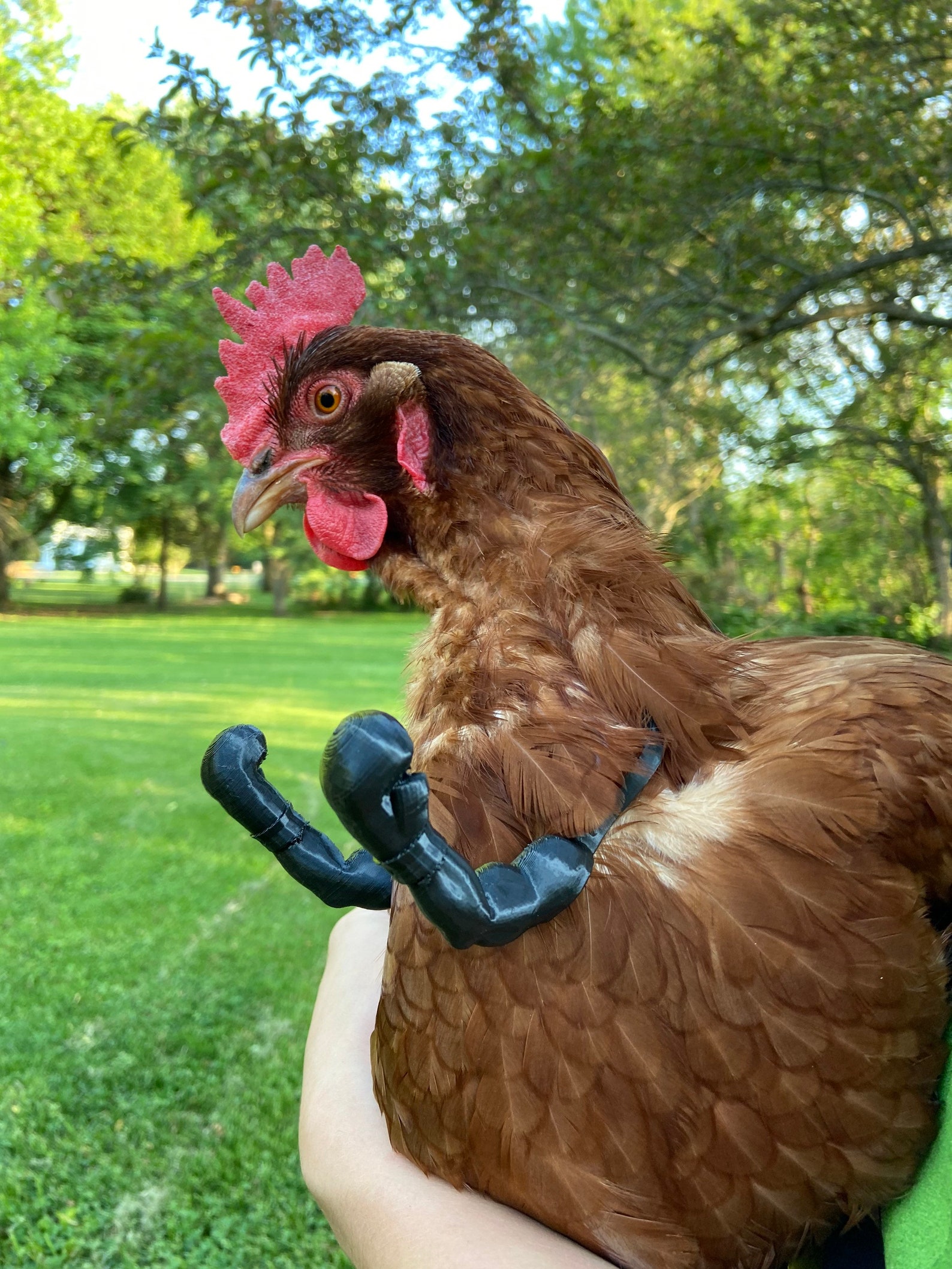 Chicken Boxing Gloves Etsy