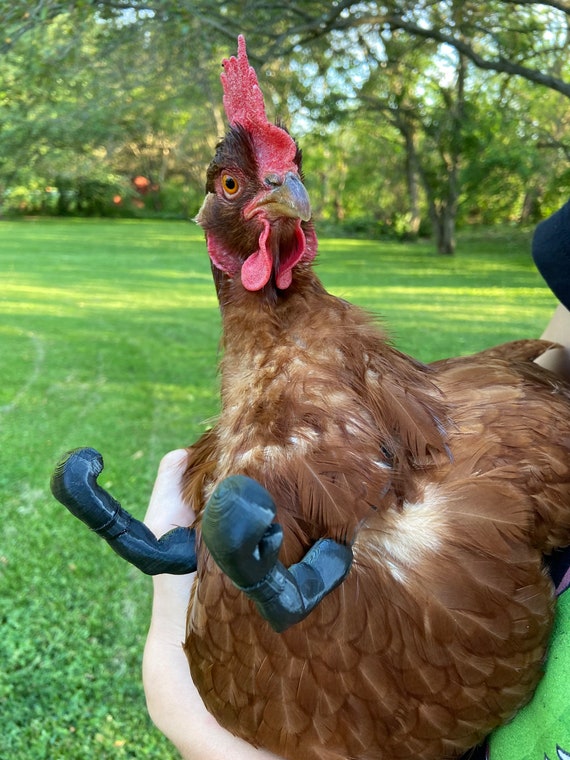 Chicken Boxing Gloves Etsy