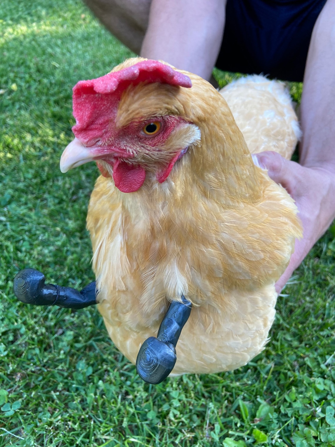 Chicken Boxing Gloves Etsy UK