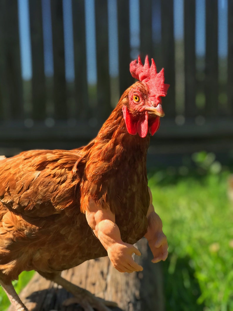 As Seen On FB Strong Chicken Arm Armed Chicken Meme Chicken | Etsy