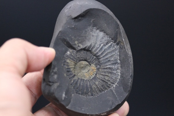 サリグラム - アンモナイト - ヒマラヤの化石 - ネパール - Etsy 日本