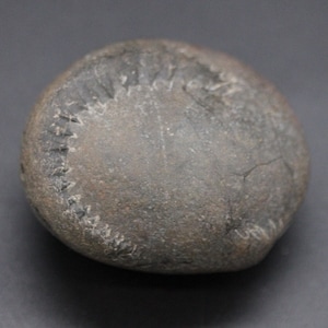 Saligram-Ammonite-fossils from the Himalayas- Nepal
