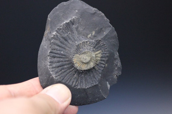 サリグラム - アンモナイト - ヒマラヤの化石 - ネパール - Etsy 日本