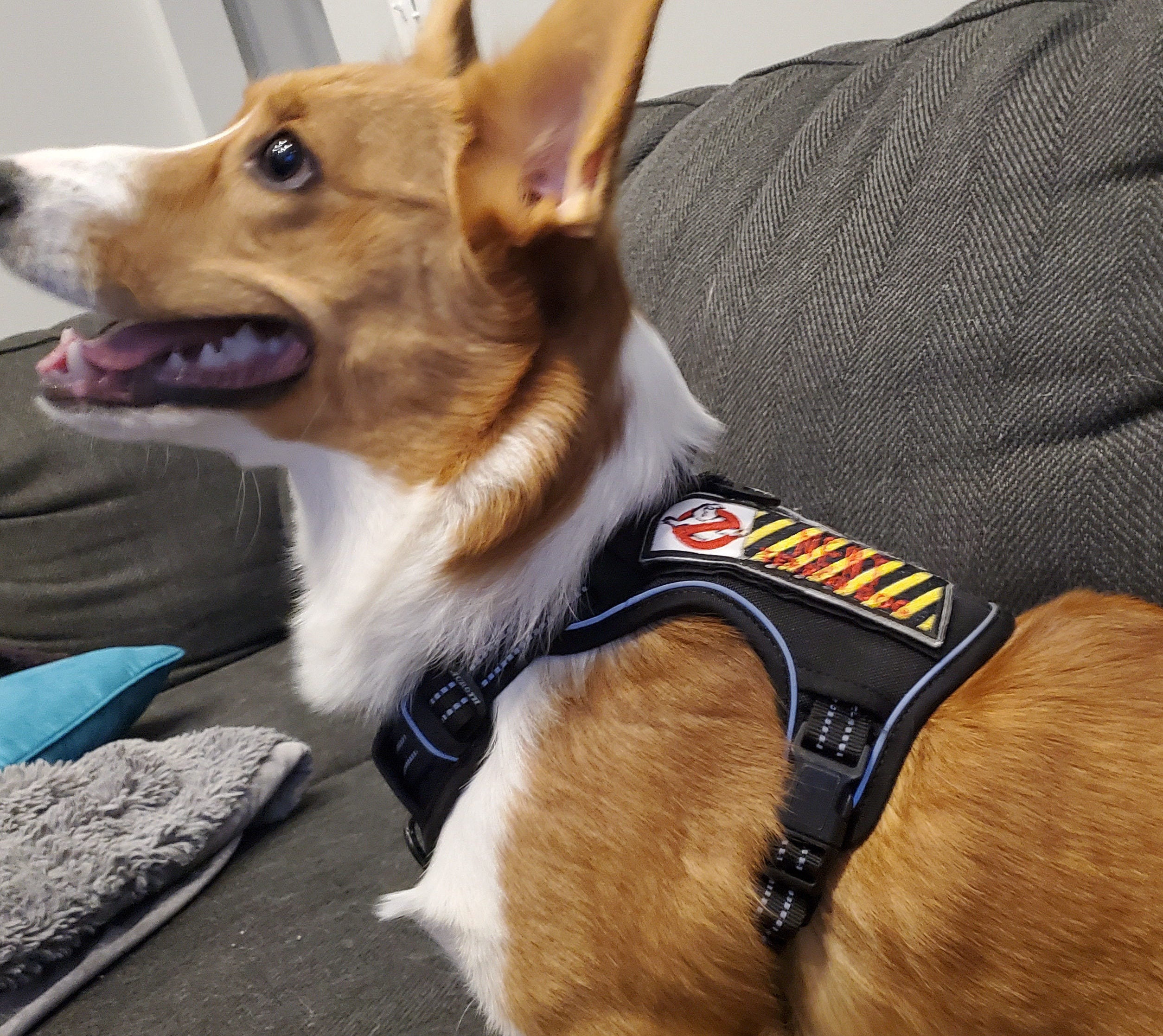 Parche y arnés para perros de Jurassic - Etsy