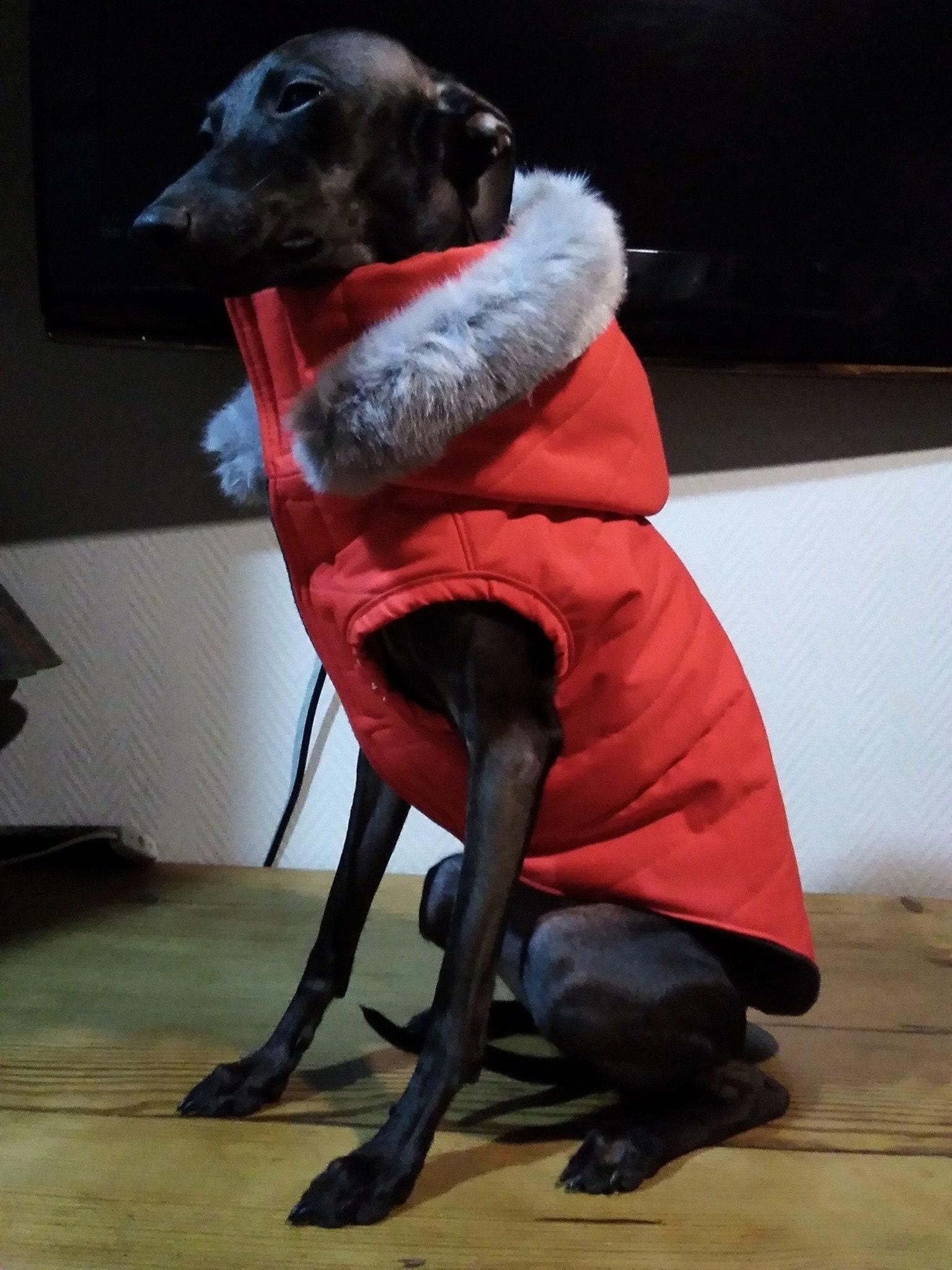 Italian Greyhound Raincoat Winter Coat Dog Jacket Winter Etsy Ireland