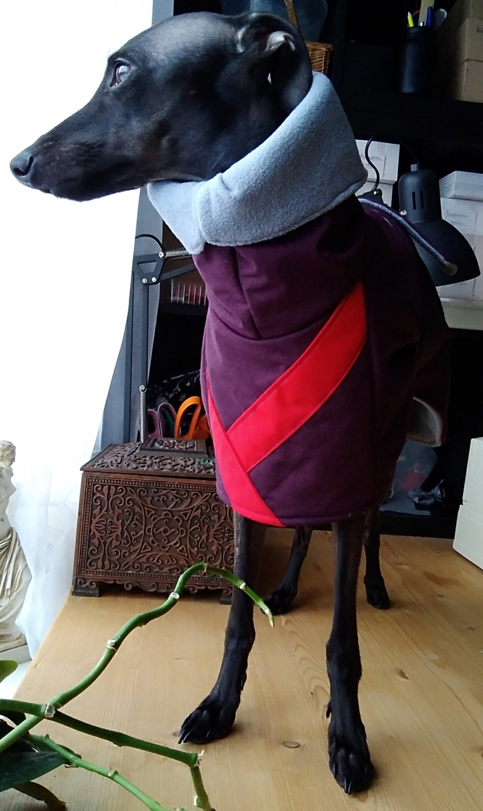 Italian Greyhound raincoat Winter coat dog jacket S 3 Etsy