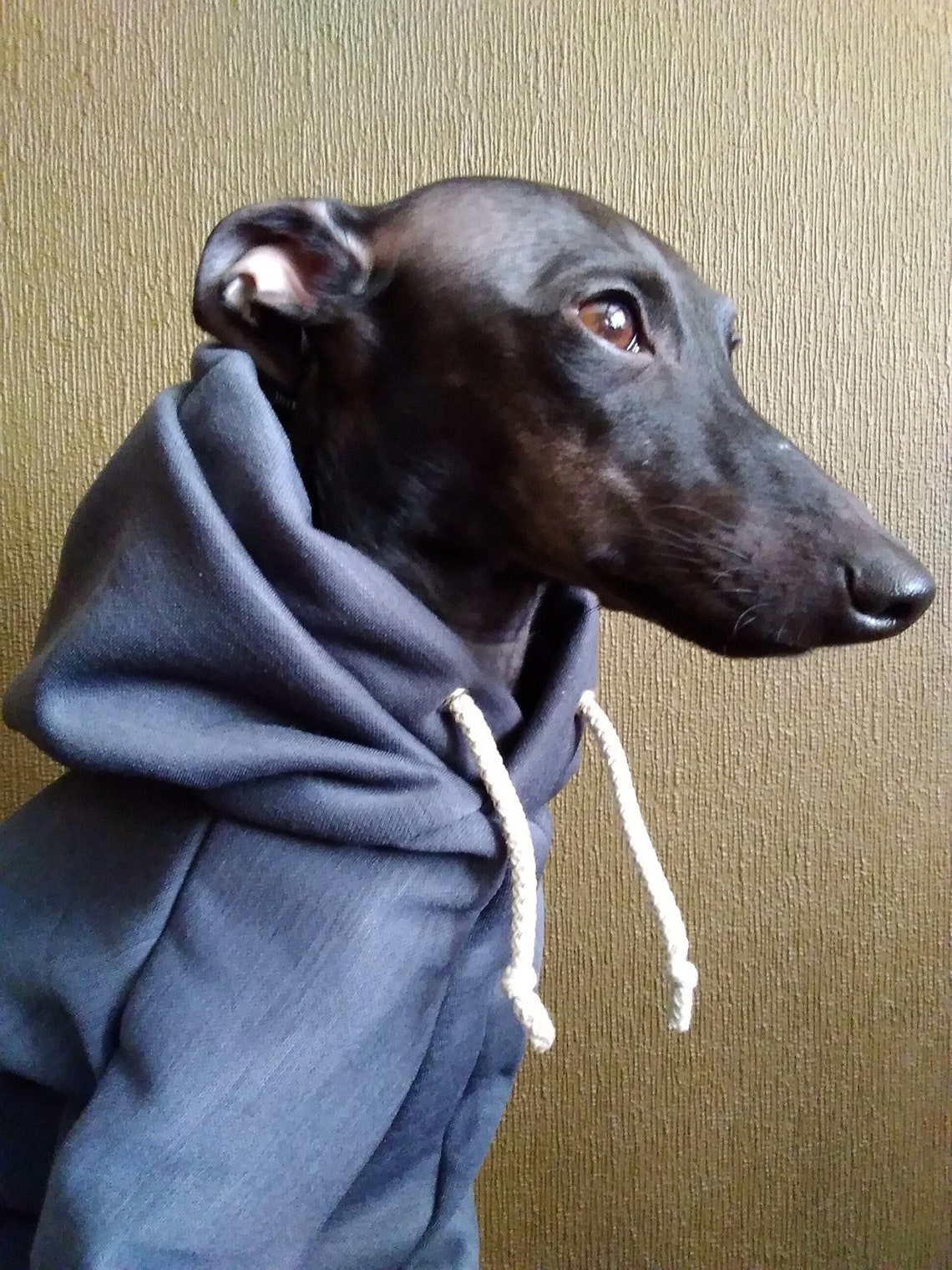 Whippet jas: zo bescherm je jouw hondje het beste - Whippet Wereld