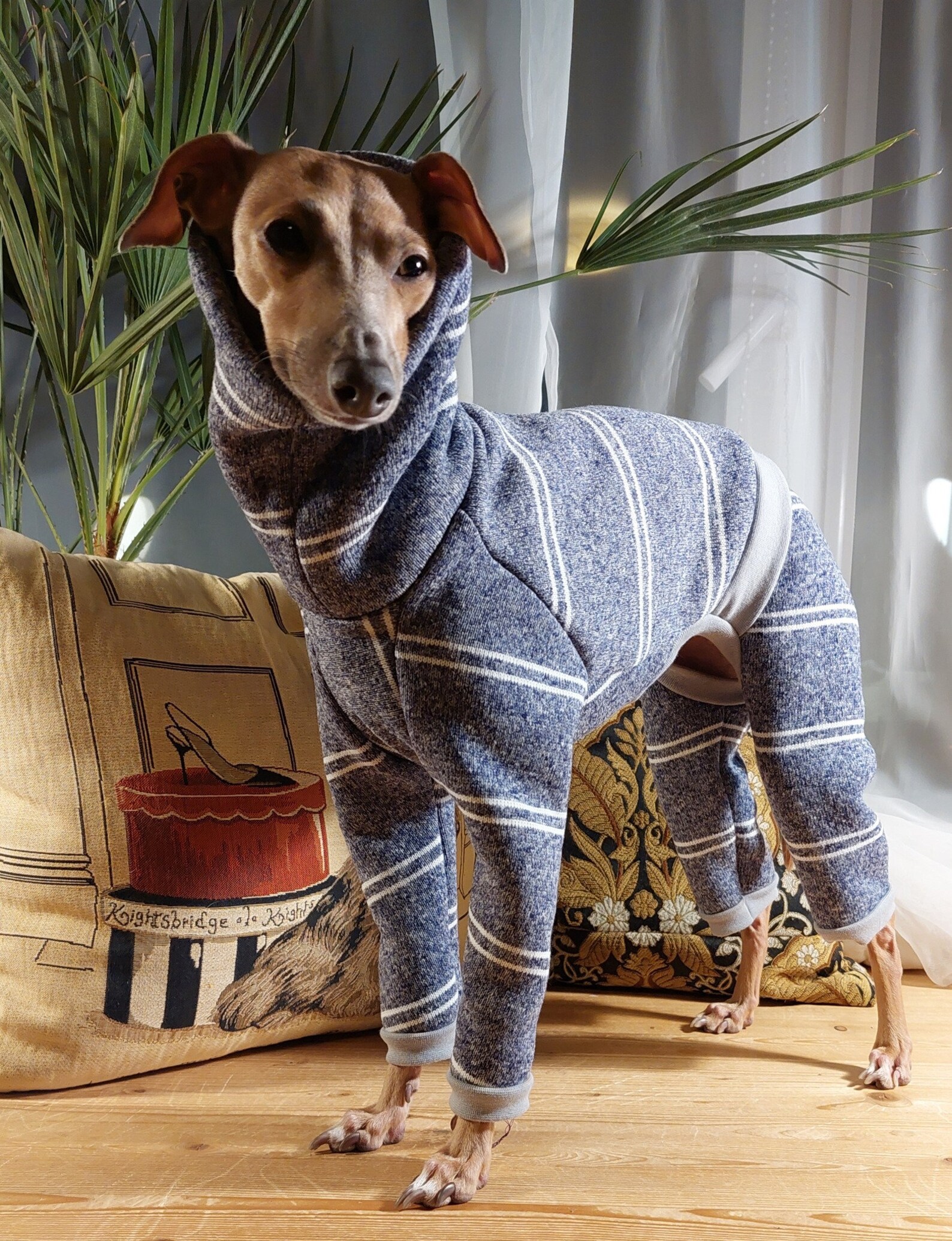 Iggy'S Workout: Fun Fitness For Italian Greyhounds - obe2ln5