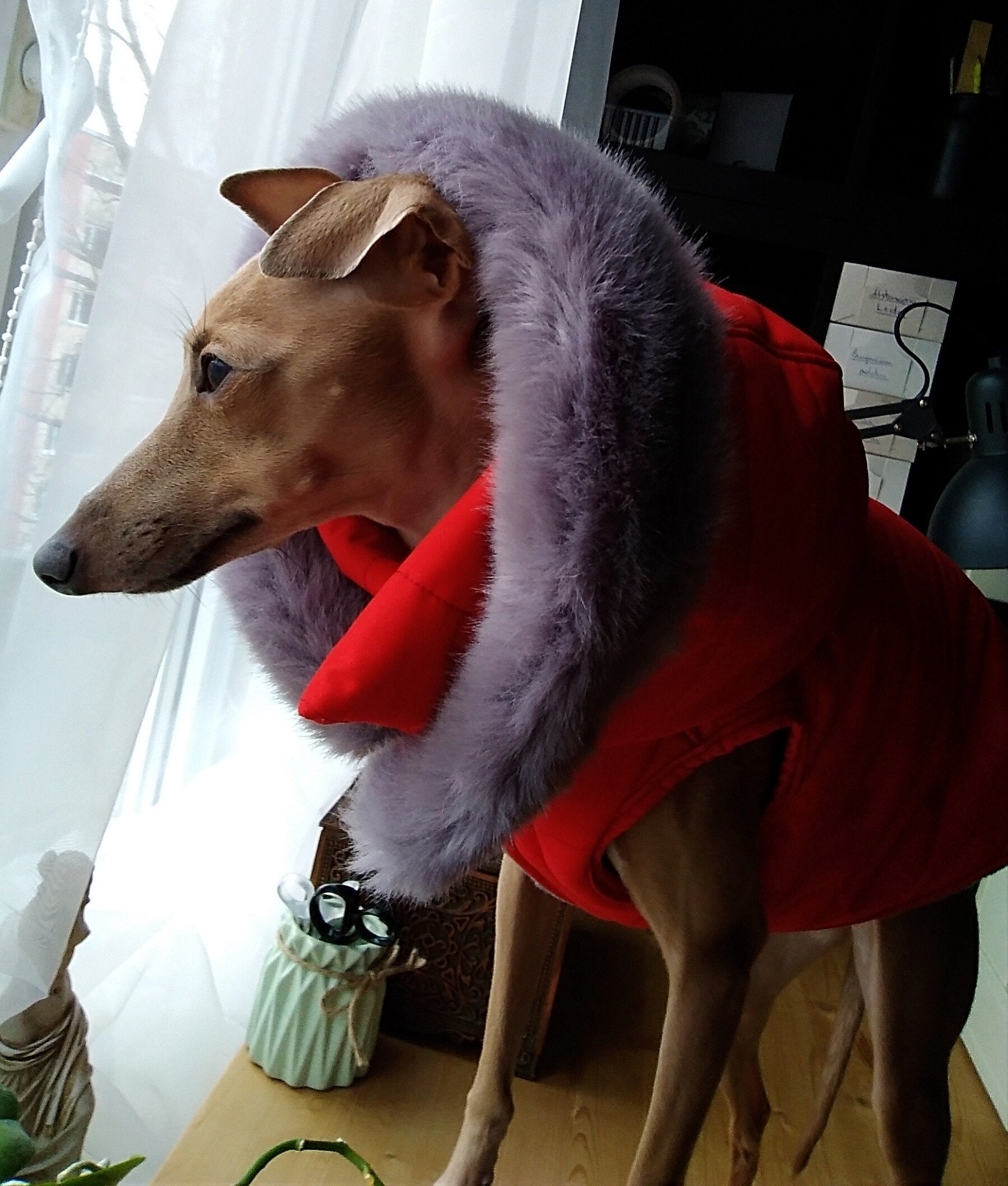 Italian Greyhound Raincoat Winter Coat Dog Jacket Winter Etsy Ireland