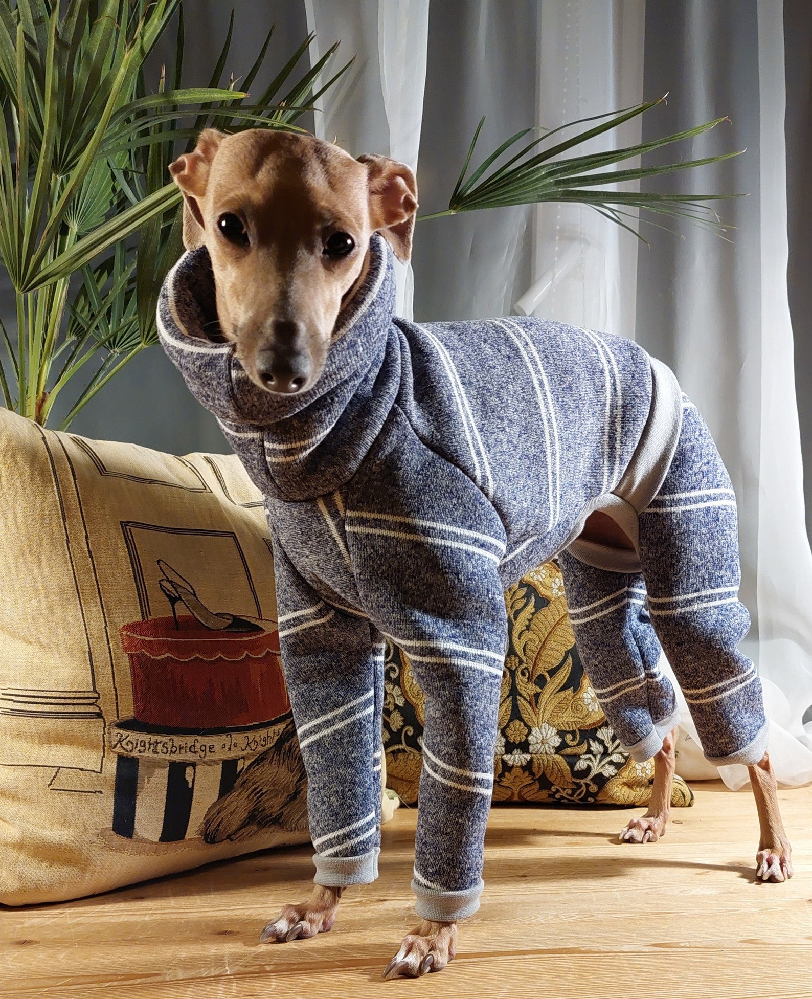 Italian Greyhounds Shirts Jackets Overalls Pajamas Winter Etsy