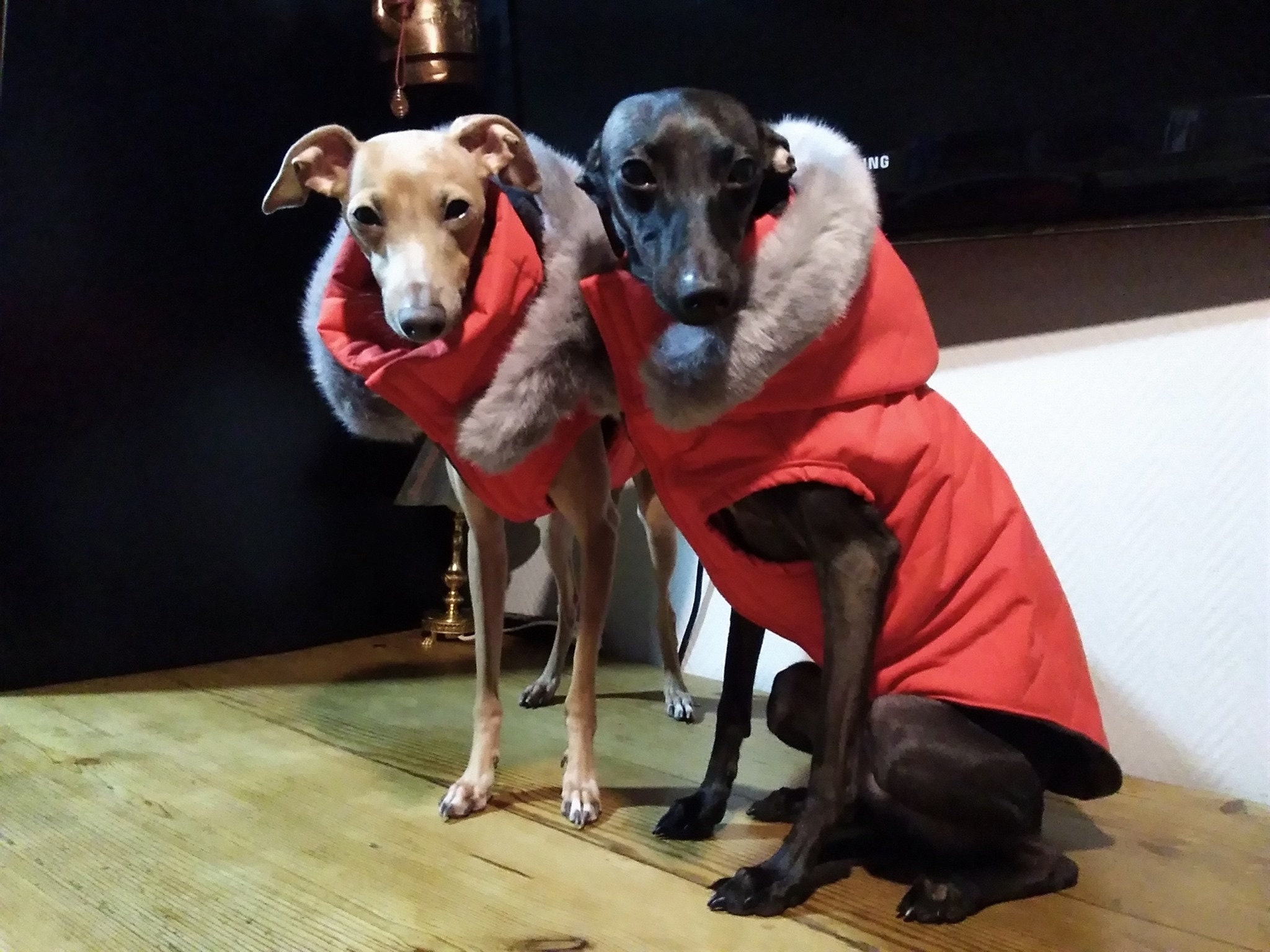 Italian Greyhound Raincoat Winter Coat Dog Jacket Winter Etsy Ireland