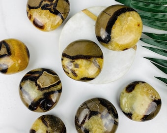 Septarian Palm Stones