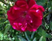 10 Climbing Rose Cuttings, no Roots, Dark Red Free Shipping