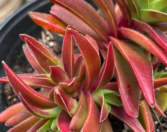 Red Pagoda, rare red succulents/ with plenty of sunlight