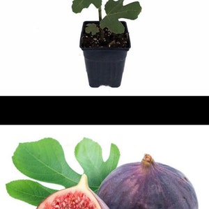 Olympian Fig, Ficus, Starter Plant, Premium variety Fig tree in 2.5 pot, Hardy, drought tolerant, produce organic fig in a year image 1