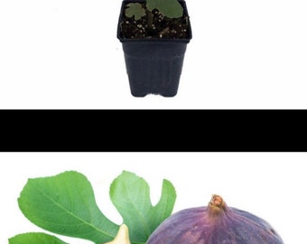 Olympian Fig, Ficus, Starter Plant, Premium variety Fig tree in 2.5” pot, Hardy, drought tolerant, produce organic fig in a year