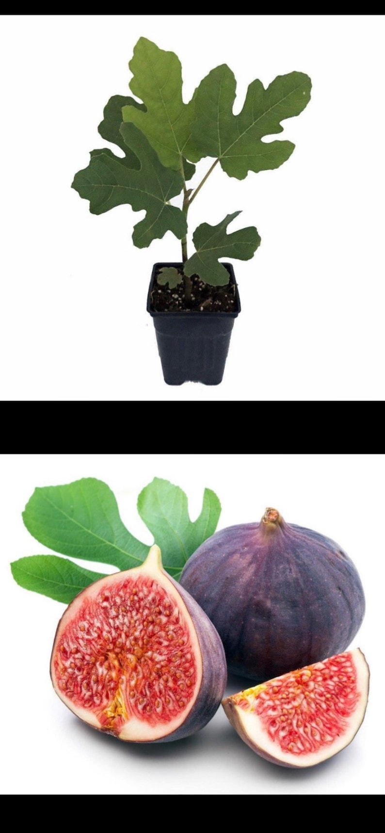 Olympian Fig, Ficus, Starter Plant, Premium variety Fig tree in 2.5 pot, Hardy, drought tolerant, produce organic fig in a year image 1