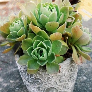 Clearance Price, Aeonium ballerina, Rare Aeonium succulents fragrant smaller variety, easy to form clusters. Hairy green leaves