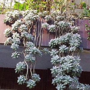 Graptopetalum Paraguayense, ghost plant, mother of pearl, most hardy, must have for starters, grow and change colors all seasons image 9