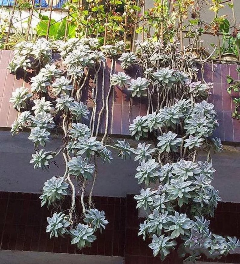 Graptopetalum Paraguayense, ghost plant, mother of pearl, most hardy, must have for starters, grow and change colors all seasons image 9