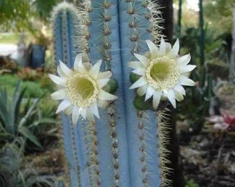 Blue Torch, Pilosocereus pachycladus F. Ritter，hardy succulent