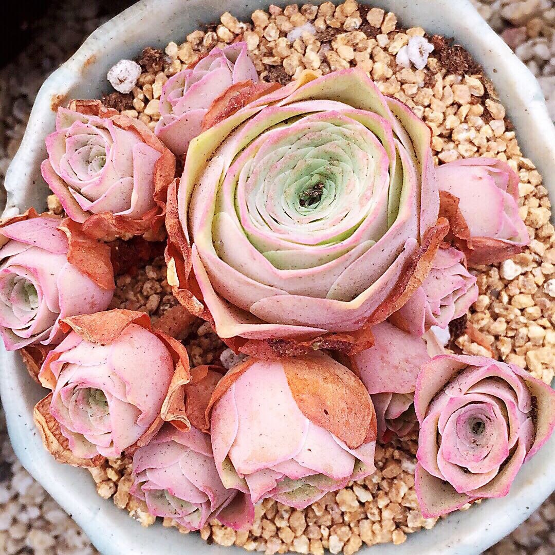 soil to grow succulents Succulent & Cactus Soil - 4 Quarts