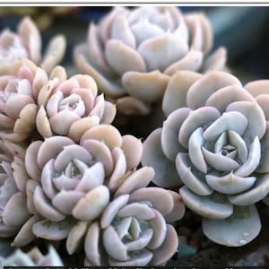 Matured Echeveria ‘Runyoni’, blue/pink leaves, bare rooted live plant, easy grow succulent