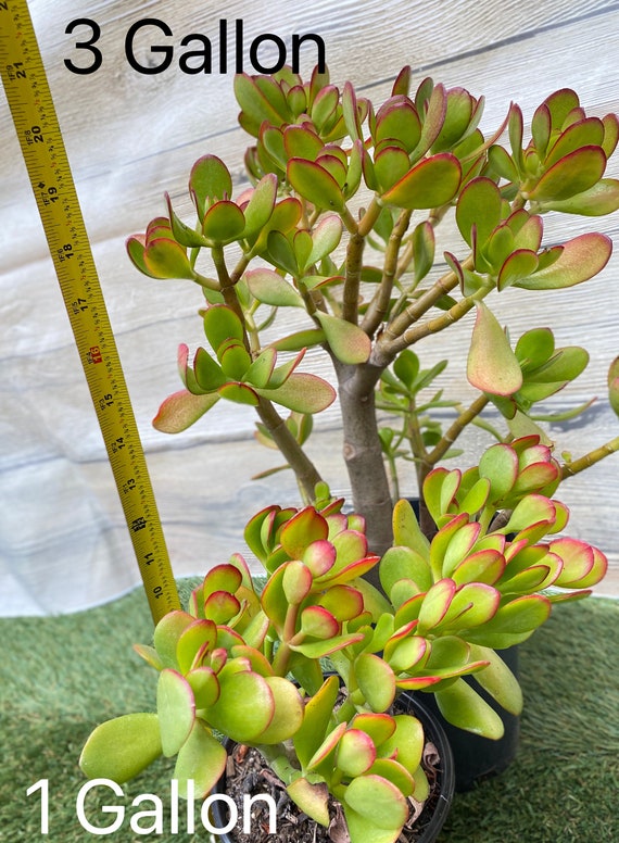 sun rose succulent Aptenia cordifolia var. variegata main image 0